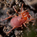 unknown arachnid
