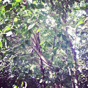 Woodpecker