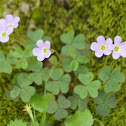 Violet Wood Sorrel