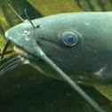 Catfish