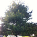 White Pine