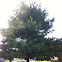 White Pine