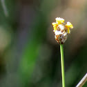 Wildflower
