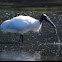 Wood Stork