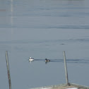 Buffleheads