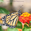 Monarch Butterfly