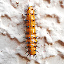 Gulf Fritillary caterpillar