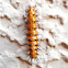 Gulf Fritillary caterpillar