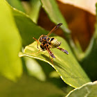 Potter Wasp