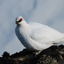Rock ptarmigan