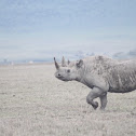 Black Rhinoceros