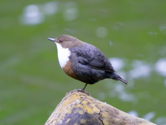 Spotting Image 1