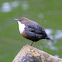 European dipper