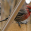 House Finch