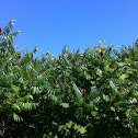Staghorn Sumac