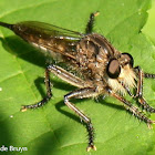 Robber fly, female