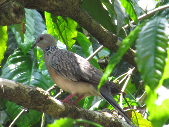 Spotting Image 1