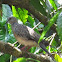 Spotted dove