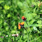 Orange Hawkweed