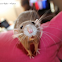 Domestic rat