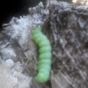 Caterpillar