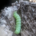 Caterpillar