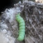 Caterpillar