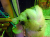 Busco Novia Lhasa Apso