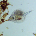 Rotifer
