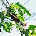 Scarlet-Chested Sunbird