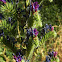 Hierba azul/blueweed