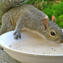Eastern Gray Squirrel