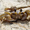 Atlantic Ghost Crab