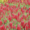 Snapdragons