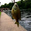 Bluegill