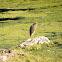 Pond Heron