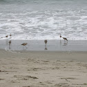 Marbled Godwit