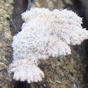 Split gill fungus