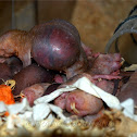 Naked Mole Rat