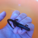 Salamander