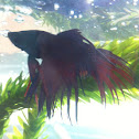Betta