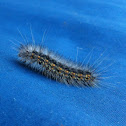 Fall webworm