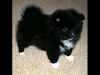 Vendo Precioso Cachoros De Pomerania