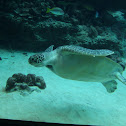 Green Sea Turtle