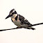 Pied Kingfisher