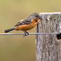 Ruddy-breasted Seedeater