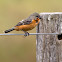 Ruddy-breasted Seedeater