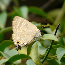 Kupu-kupu urban - Butterflies of Jakarta