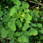 Yellow Wood Sorrel