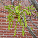 crimson spire oak